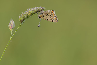 BUITEN BEELD Foto: 269197