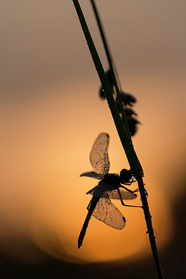 BUITEN BEELD Foto: 269198