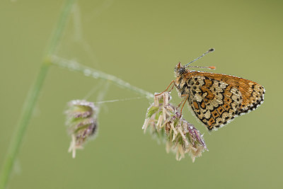 BUITEN BEELD Foto: 269199