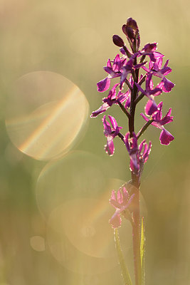 BUITEN BEELD Foto: 269202