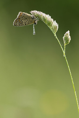 BUITEN BEELD Foto: 269220
