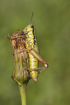 BUITEN BEELD Foto: 269227