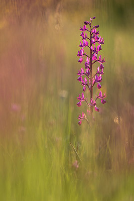 BUITEN BEELD Foto: 269229