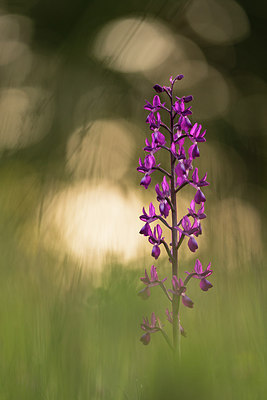 BUITEN BEELD Foto: 269230