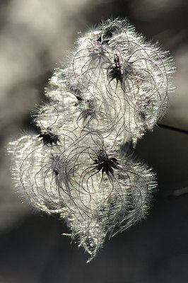 BUITEN BEELD Foto: 269271
