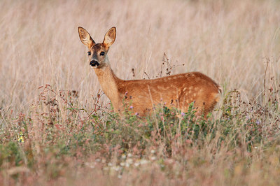 BUITEN BEELD Foto: 269278