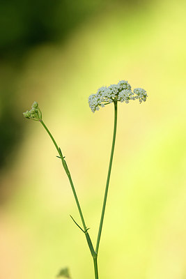 BUITEN BEELD Foto: 269289