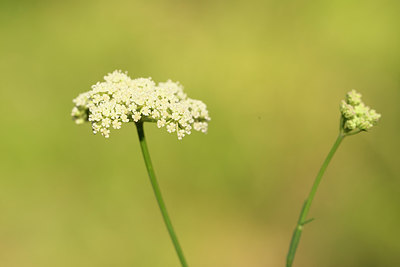 BUITEN BEELD Foto: 269290