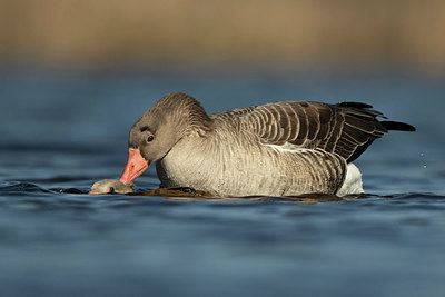 BUITEN BEELD Foto: 269307