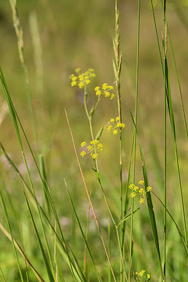 BUITEN BEELD Foto: 269337