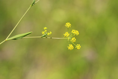 BUITEN BEELD Foto: 269338