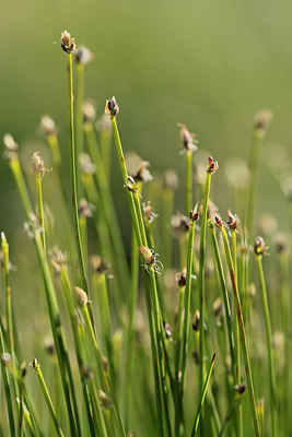 BUITEN BEELD Foto: 269350
