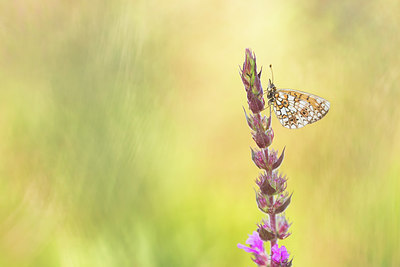 BUITEN BEELD Foto: 269375