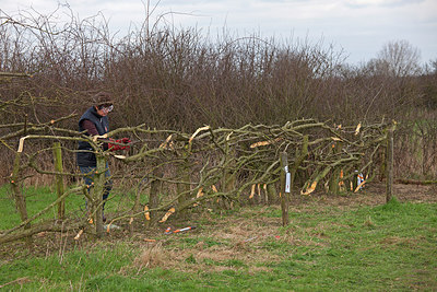 BUITEN BEELD Foto: 269412