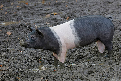 BUITEN BEELD Foto: 269435
