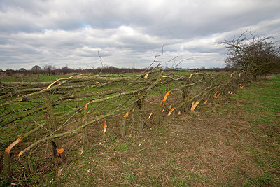 BUITEN BEELD Foto: 269442