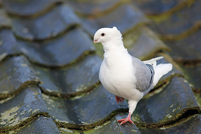 BUITEN BEELD Foto: 269519