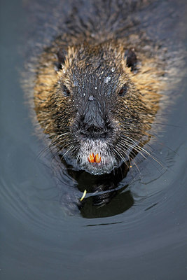 BUITEN BEELD Foto: 269529