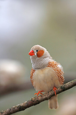 BUITEN BEELD Foto: 269568
