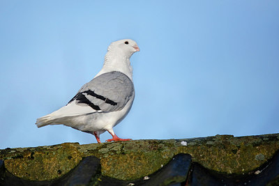 BUITEN BEELD Foto: 269665