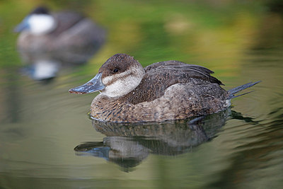 BUITEN BEELD Foto: 269672