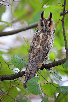 BUITEN BEELD Foto: 269700