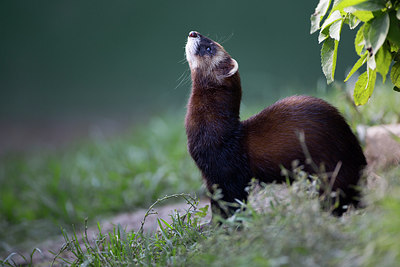 BUITEN BEELD Foto: 269726