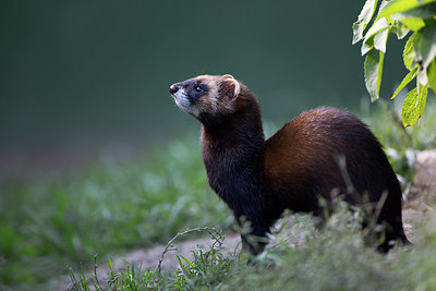 BUITEN BEELD Foto: 269727