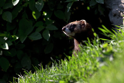 BUITEN BEELD Foto: 269729