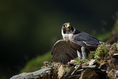 BUITEN BEELD Foto: 269753