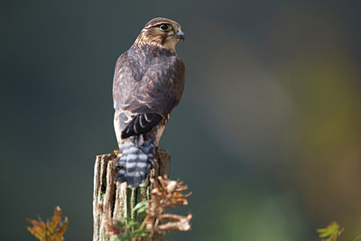 BUITEN BEELD Foto: 269757