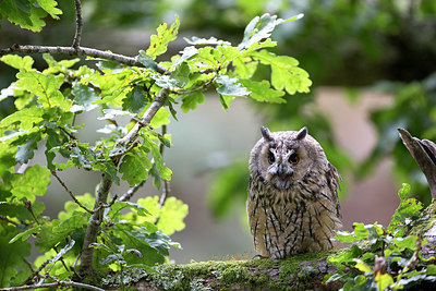 BUITEN BEELD Foto: 269760