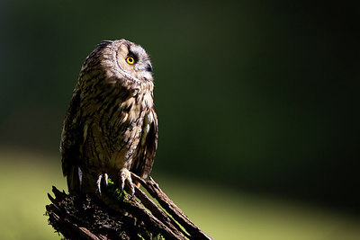 BUITEN BEELD Foto: 269766