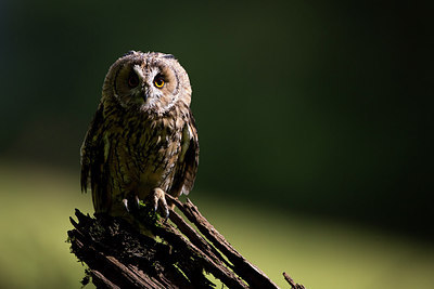 BUITEN BEELD Foto: 269767