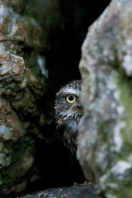 BUITEN BEELD Foto: 269780