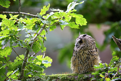 BUITEN BEELD Foto: 269784