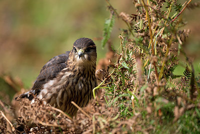 BUITEN BEELD Foto: 269787