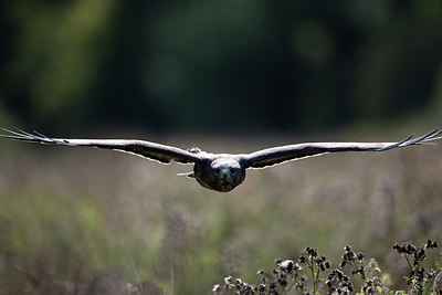 BUITEN BEELD Foto: 269793