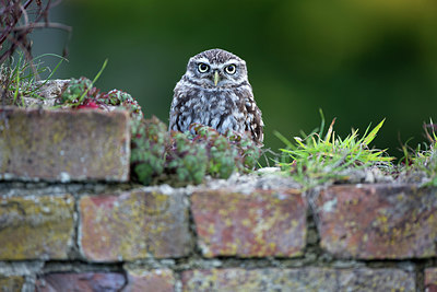 BUITEN BEELD Foto: 269805