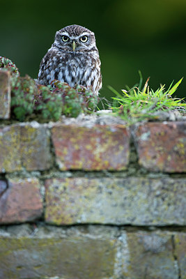 BUITEN BEELD Foto: 269807