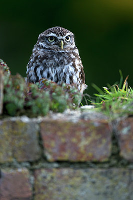 BUITEN BEELD Foto: 269809