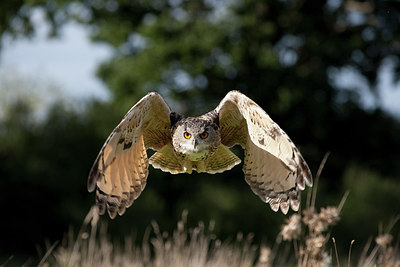 BUITEN BEELD Foto: 269819