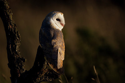 BUITEN BEELD Foto: 269823