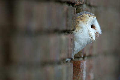 BUITEN BEELD Foto: 269831