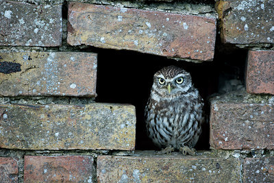 BUITEN BEELD Foto: 269843