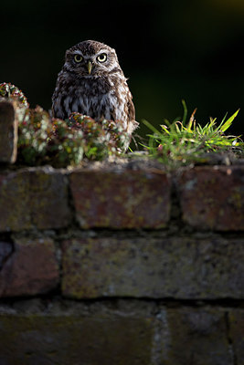 BUITEN BEELD Foto: 269846