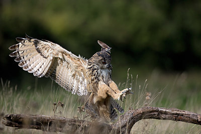 BUITEN BEELD Foto: 269854
