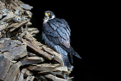 BUITEN BEELD Foto: 269881