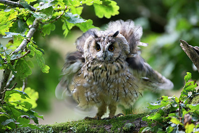 BUITEN BEELD Foto: 269883