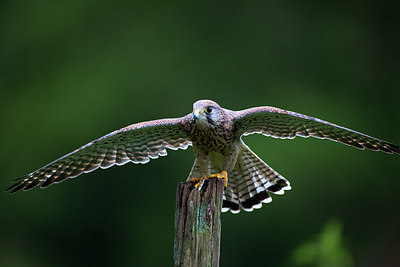 BUITEN BEELD Foto: 269884